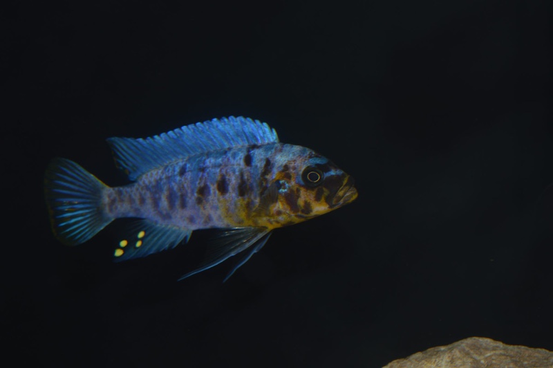 Maylandia fainzilberi 'Nkanda'